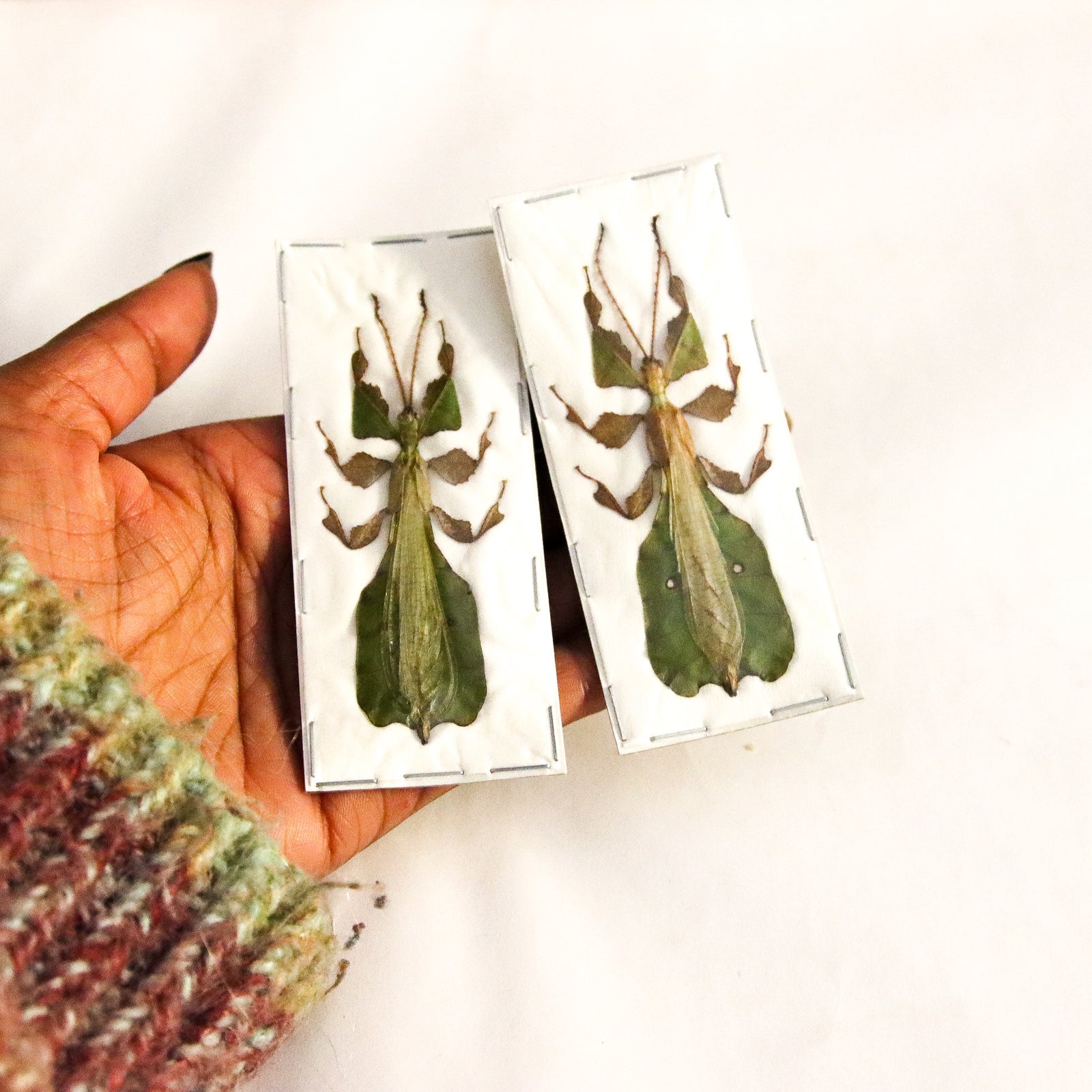 TWO (2) Male Java Leaf Insects (Pulchriphyllium pulchrifolium) A1 Spread Specimens