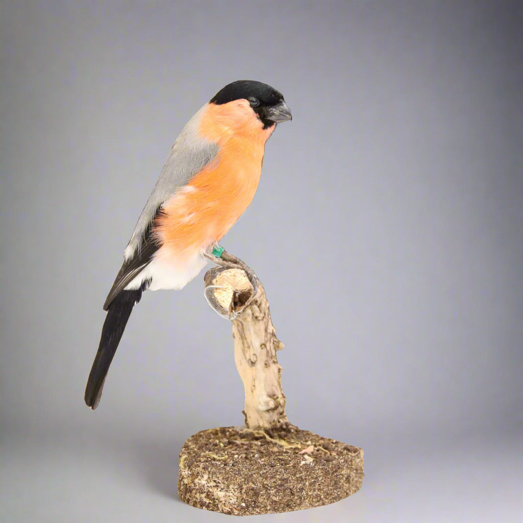 Eurasian Bullfinch Taxidermy (Pyrrhula pyrrhula) Non-CITES species
