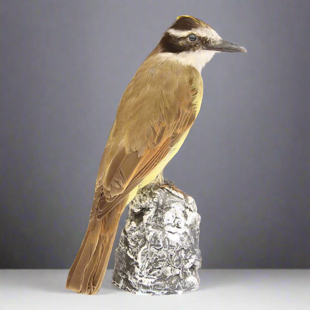 Greater Kiskadee Taxidermy (Pitangus sulphuratus) Non-CITES species