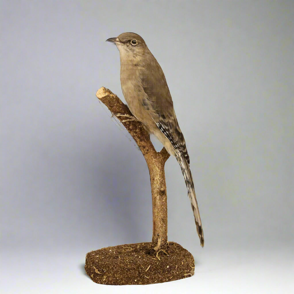 Mountain Solitaire Taxidermy (Myadestes townsendi) Non-CITES species