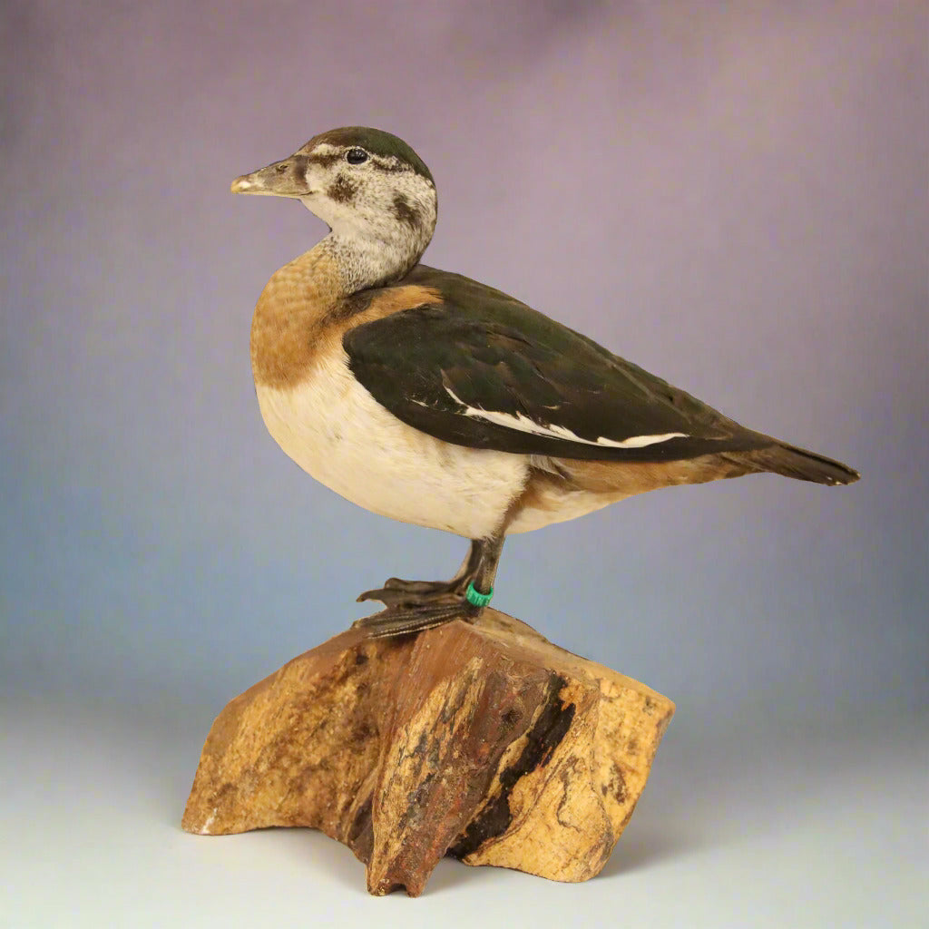 African Pygmy Goose Taxidermy (Nettapus auritus) Non-CITES species