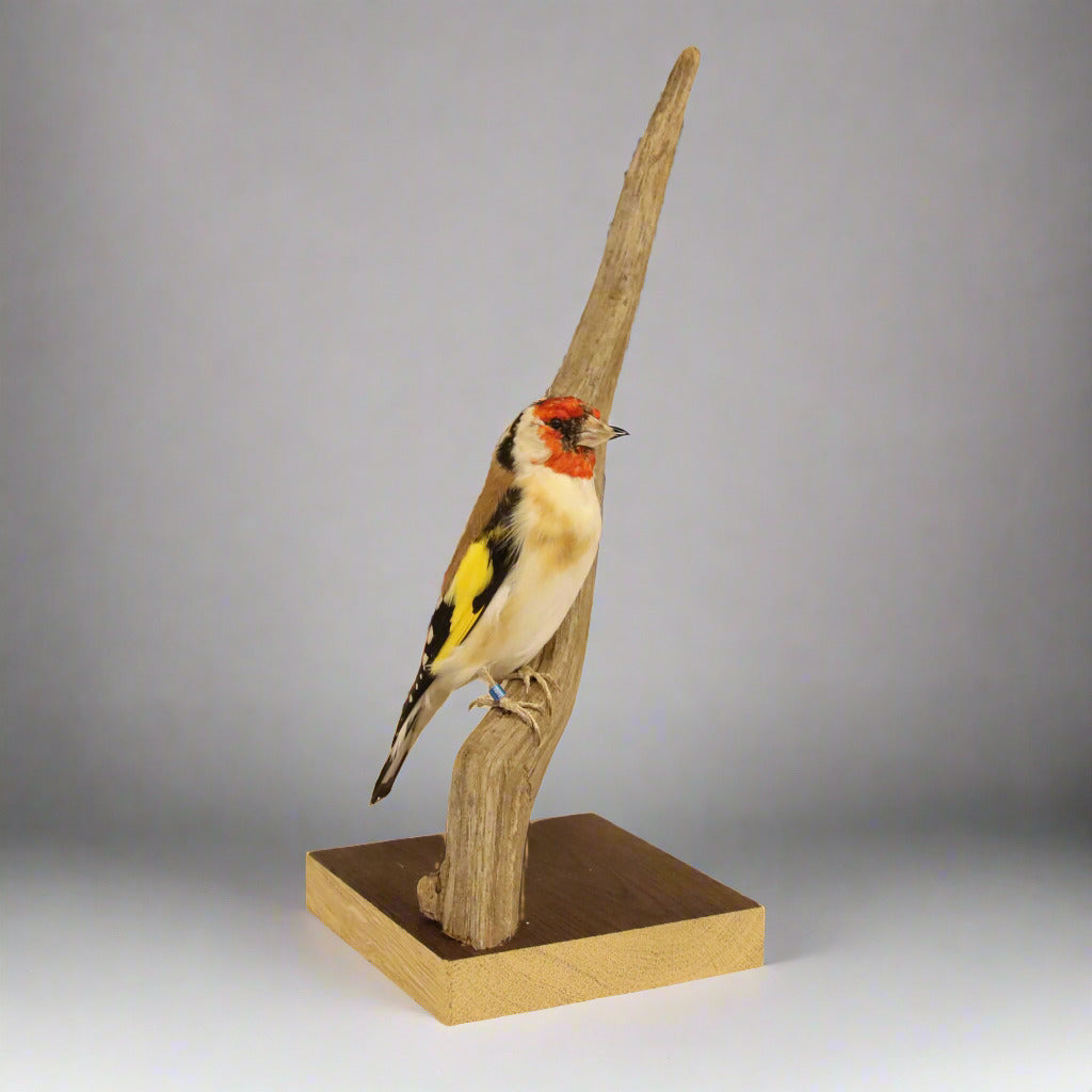 Norwegian Goldfinch Taxidermy (Carduelis carduelis) Non-CITES species