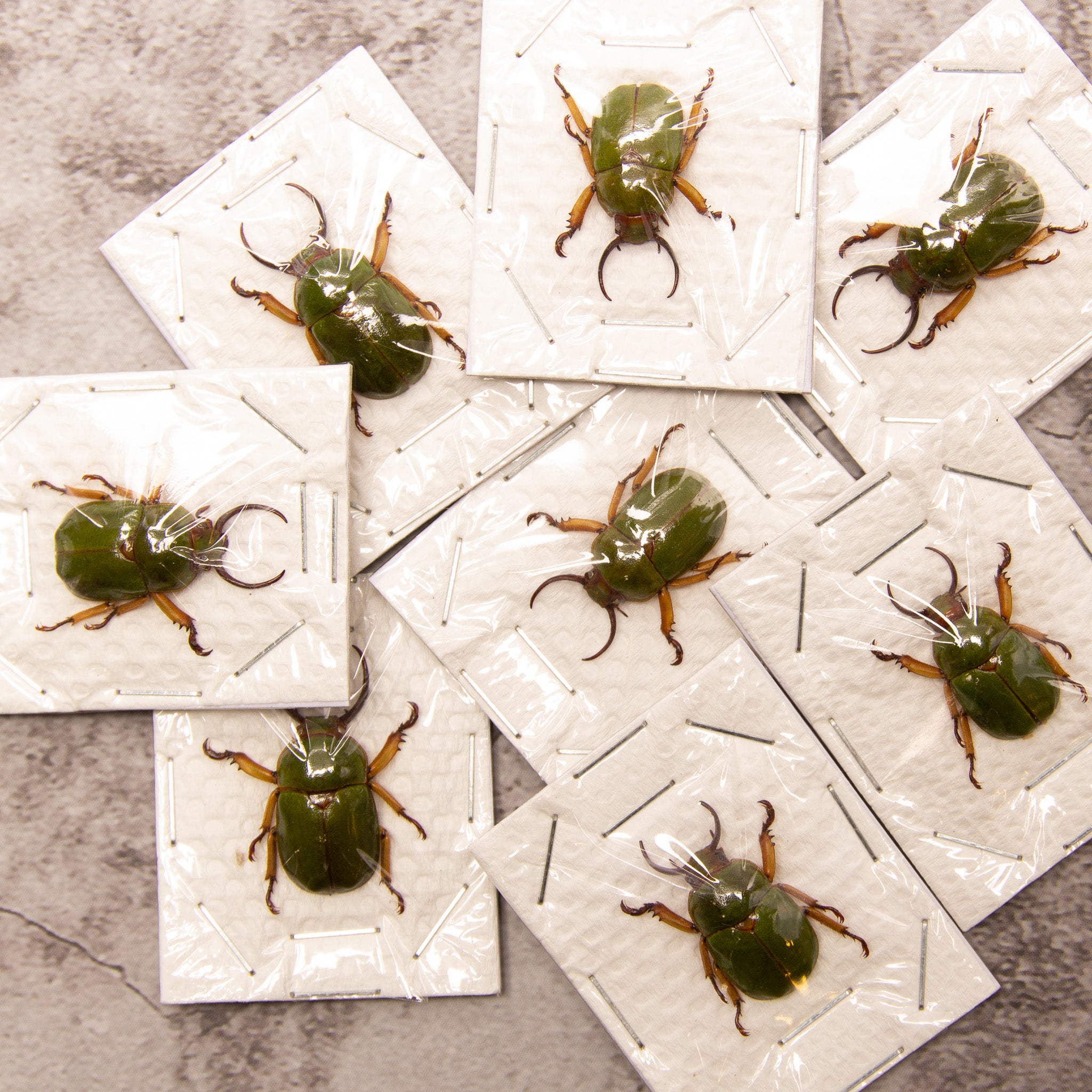 Insect Collectos Assorted Beetles Mystery Box | A1 Unmounted Insect Specimens for ...