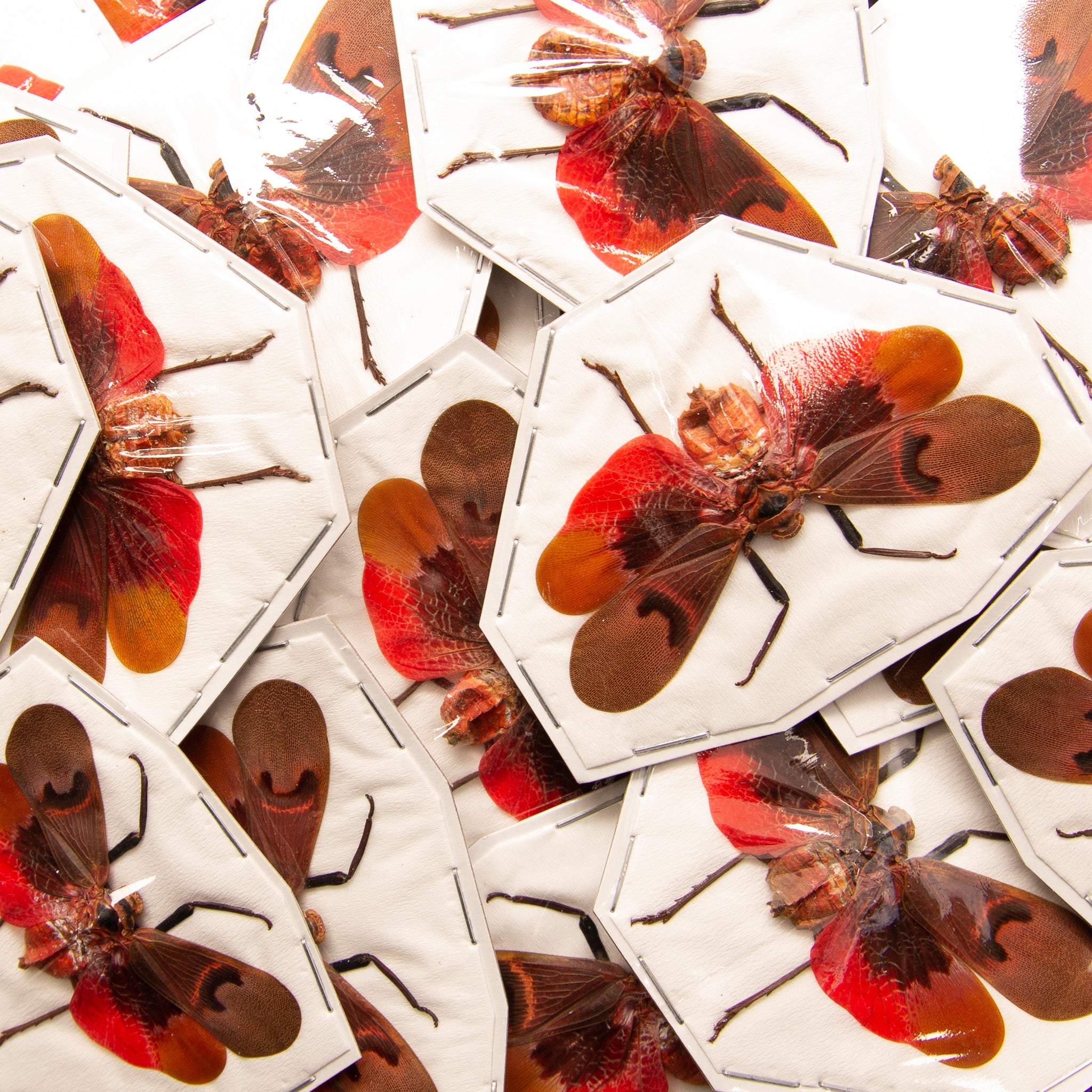 Insect Collectos Assorted Beetles Mystery Box | A1 Unmounted Insect Specimens for ...