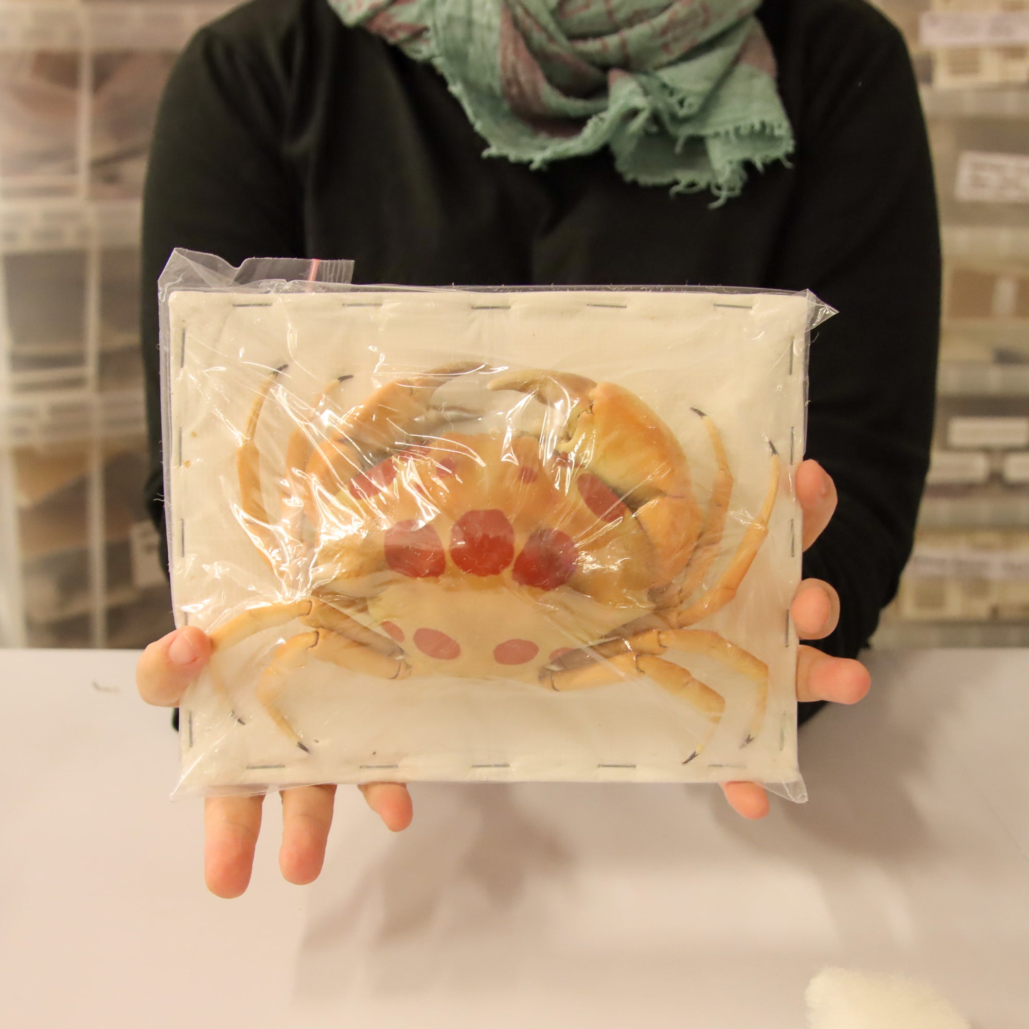 Carpilius maculatus - Spotted Reef Crab Specimen