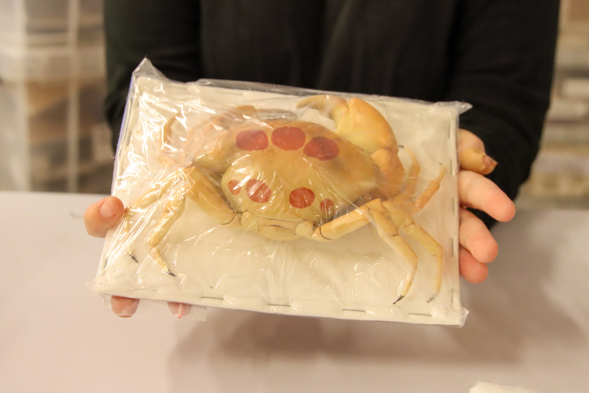 Carpilius maculatus - Spotted Reef Crab Specimen