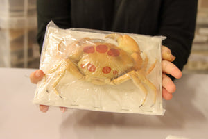 Carpilius maculatus - Spotted Reef Crab Specimen