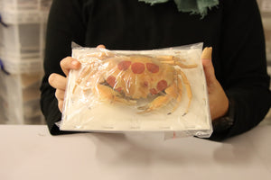 Carpilius maculatus - Spotted Reef Crab Specimen