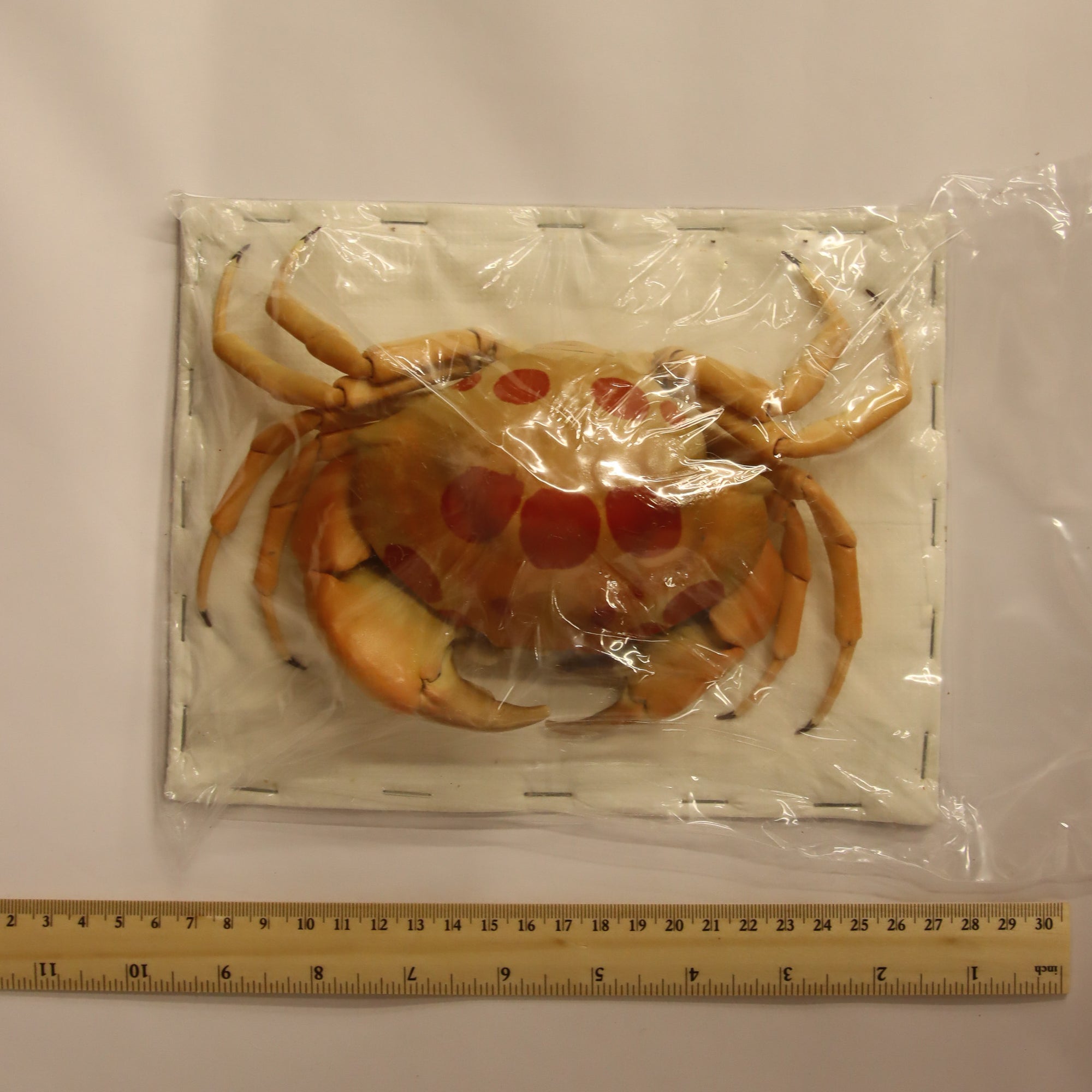 Carpilius maculatus - Spotted Reef Crab Specimen