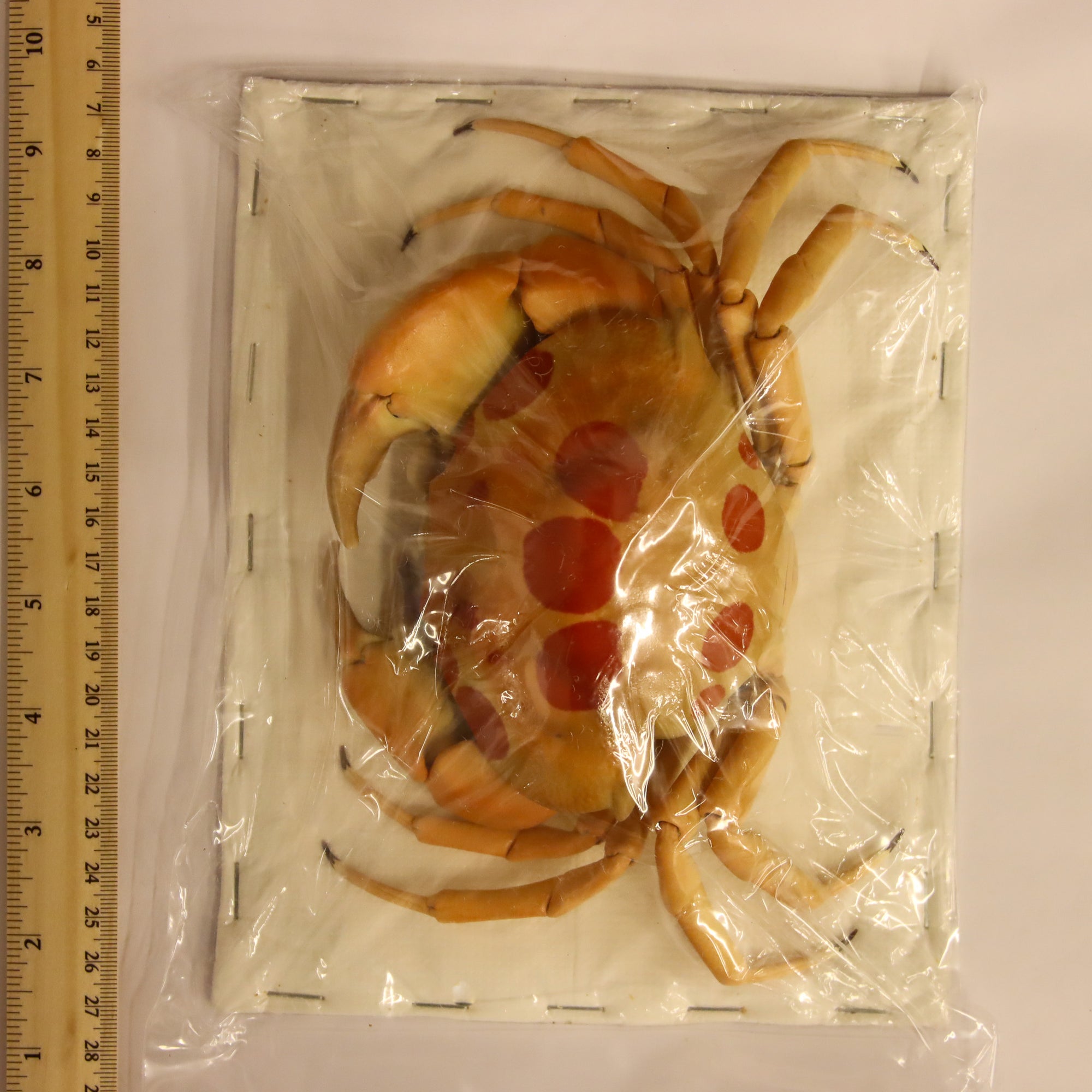 Carpilius maculatus - Spotted Reef Crab Specimen