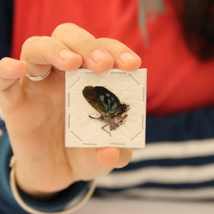 Collection of 5 Assorted Lantern Bugs - A1 Spread Specimens from Thailand