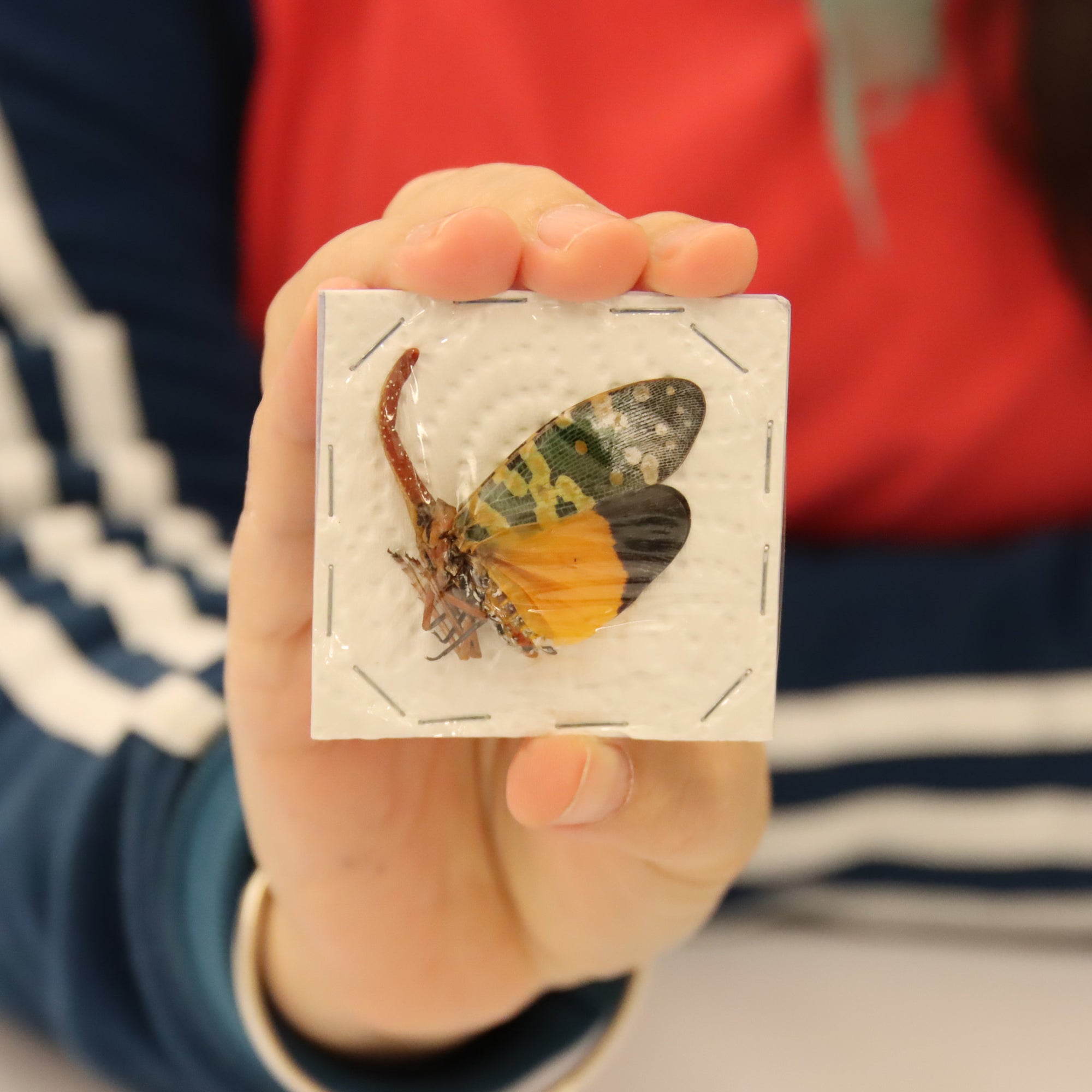 Collection of 5 Assorted Lantern Bugs - A1 Spread Specimens from Thailand