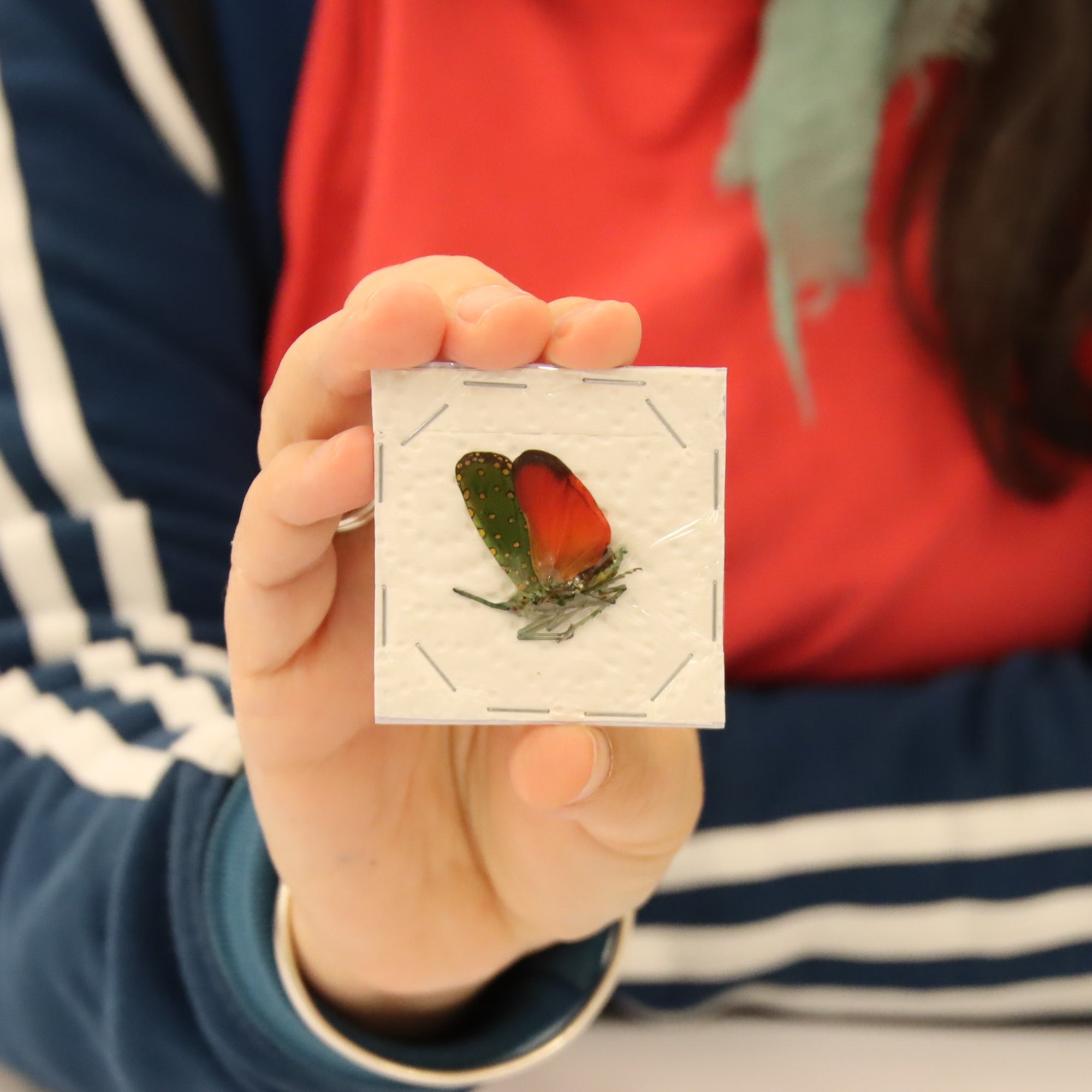 Collection of 5 Assorted Lantern Bugs - A1 Spread Specimens from Thailand