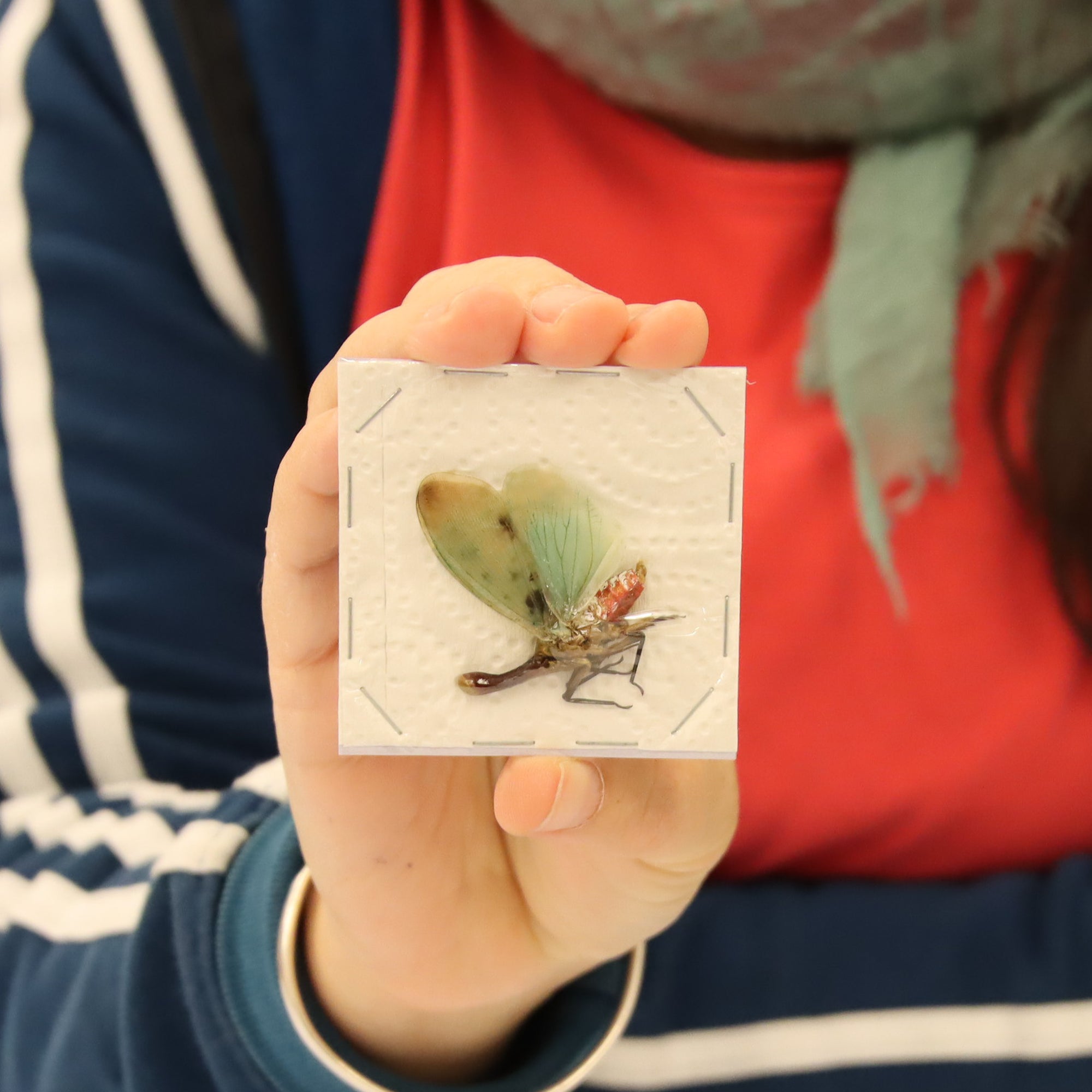 Collection of 5 Assorted Lantern Bugs - A1 Spread Specimens from Thailand