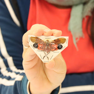 Collection of 5 Assorted Lantern Bugs - A1 Spread Specimens from Thailand