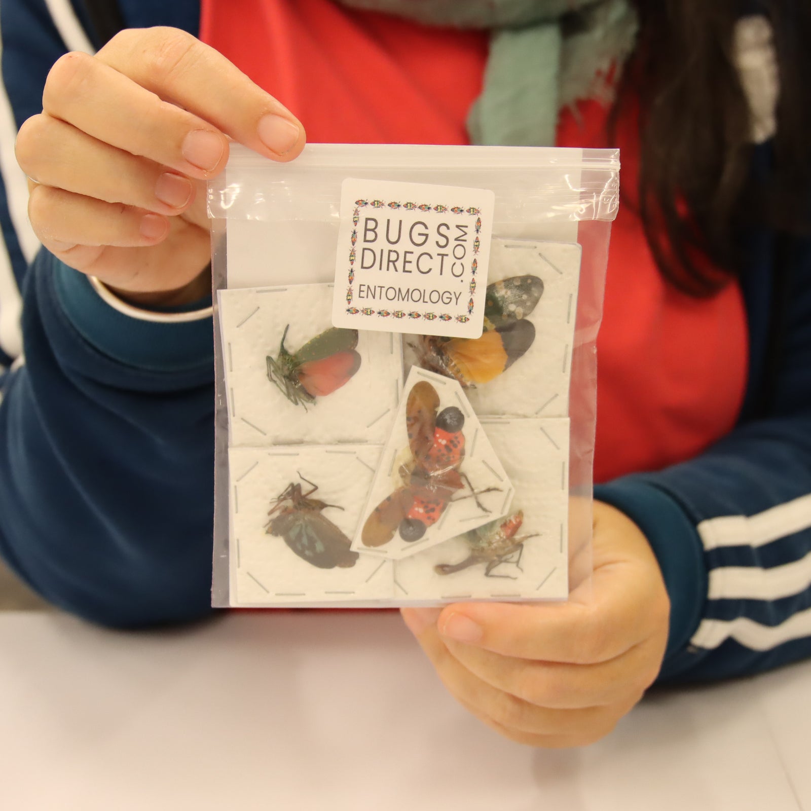 Collection of 5 Assorted Lantern Bugs - A1 Spread Specimens from Thailand