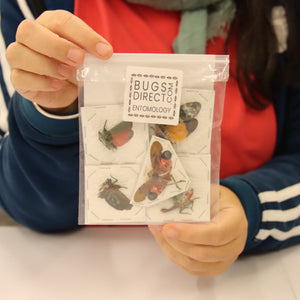 Collection of 5 Assorted Lantern Bugs - A1 Spread Specimens from Thailand