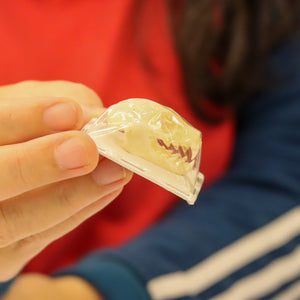 Collection of 6 Tropical Bat Skulls - Indonesian Specimens (Non-CITES)