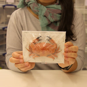 Atergatis integerrimus | Red Egg Crab | A1 Quality | Dry-Preserved DECAPODA