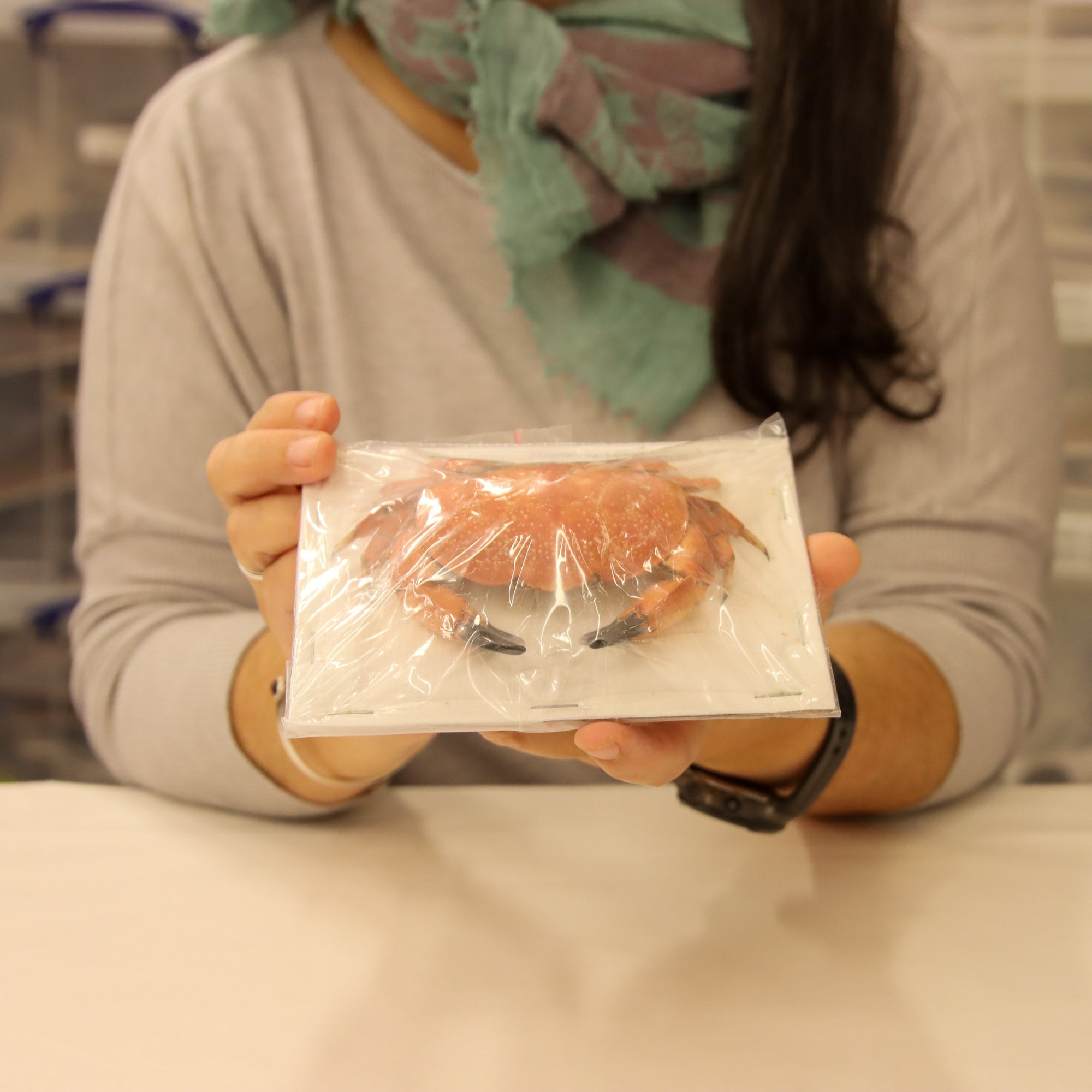 Atergatis integerrimus,  Red Egg Crab