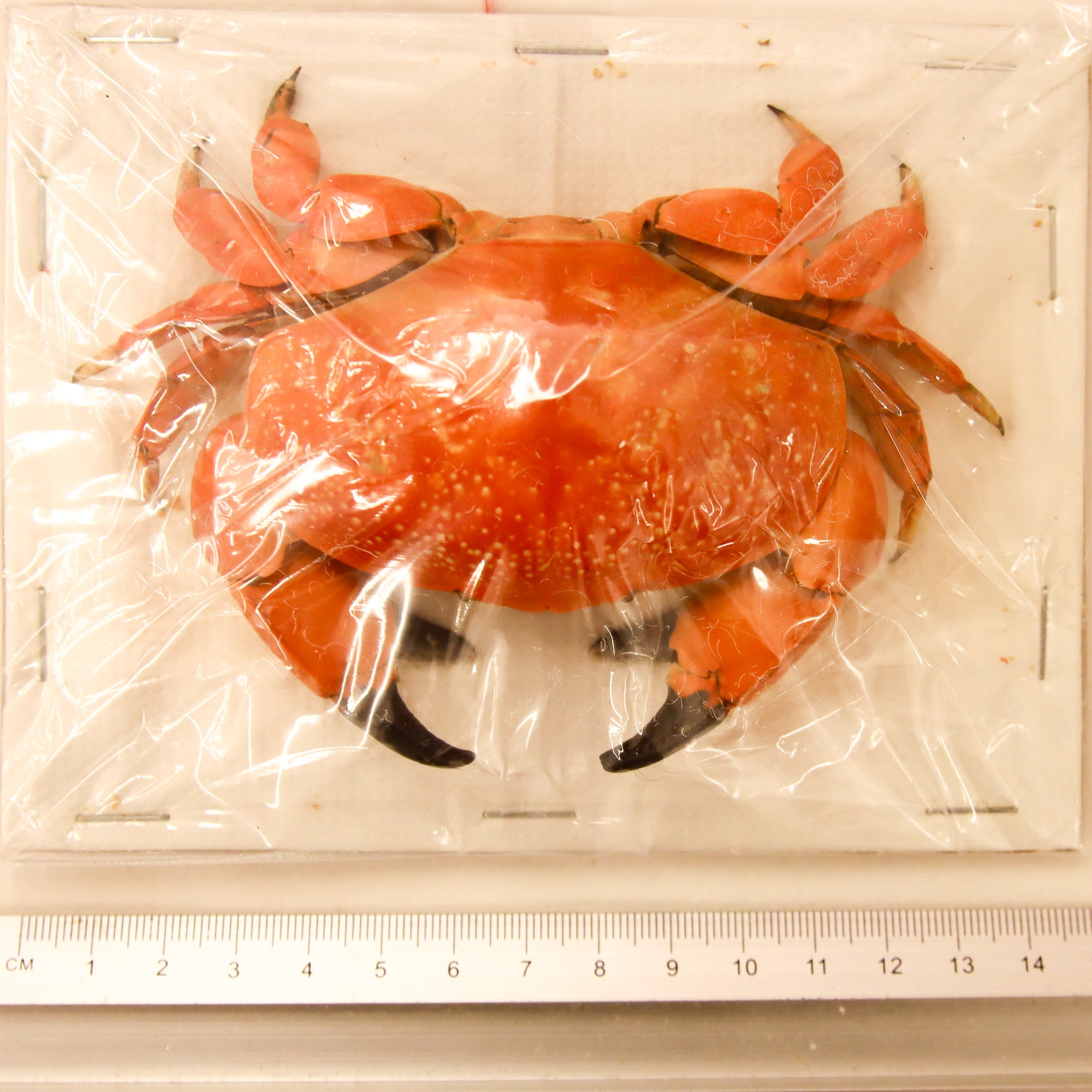 Atergatis integerrimus,  Red Egg Crab