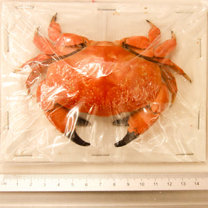 Atergatis integerrimus,  Red Egg Crab
