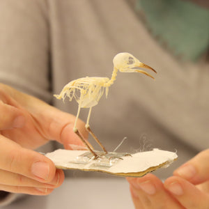 Prinia inornata - Plain Prinia Bird Skeleton Specimen