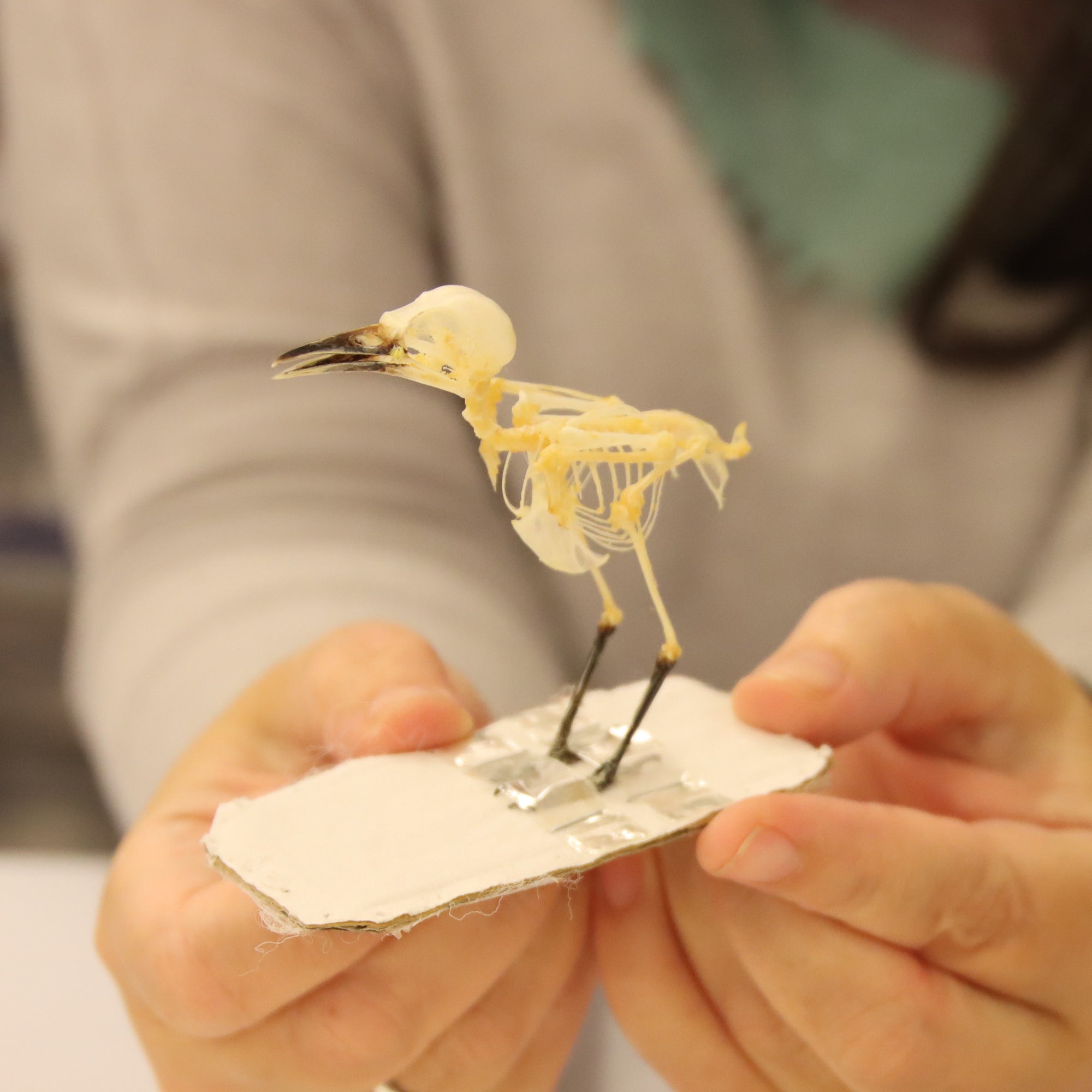 Aegithina tiphia scapularis - Common Iora Skeleton Specimen