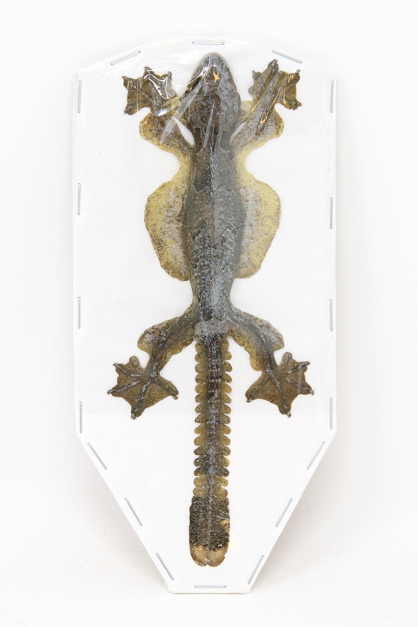 FIVE (5) Flying Geckos (Ptychozoon kuhli) Dry-preserved Specimens 15cm