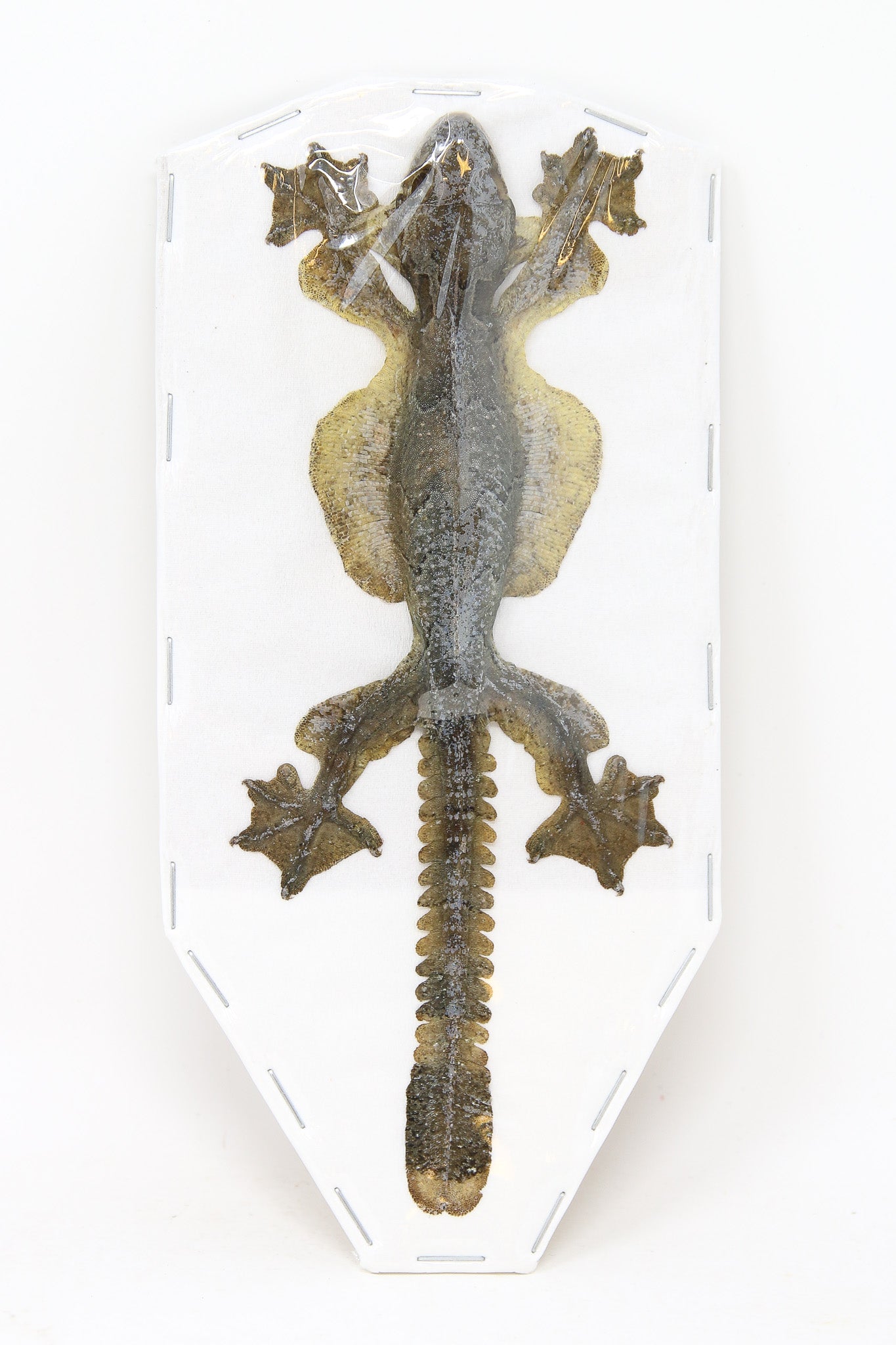 Kuhl's Flying Gecko | Ptychozoon kuhli | Dry-preserved spread specimens for framing, collecting, studying