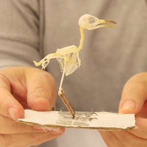 Prinia inornata - Plain Prinia Bird Skeleton Specimen