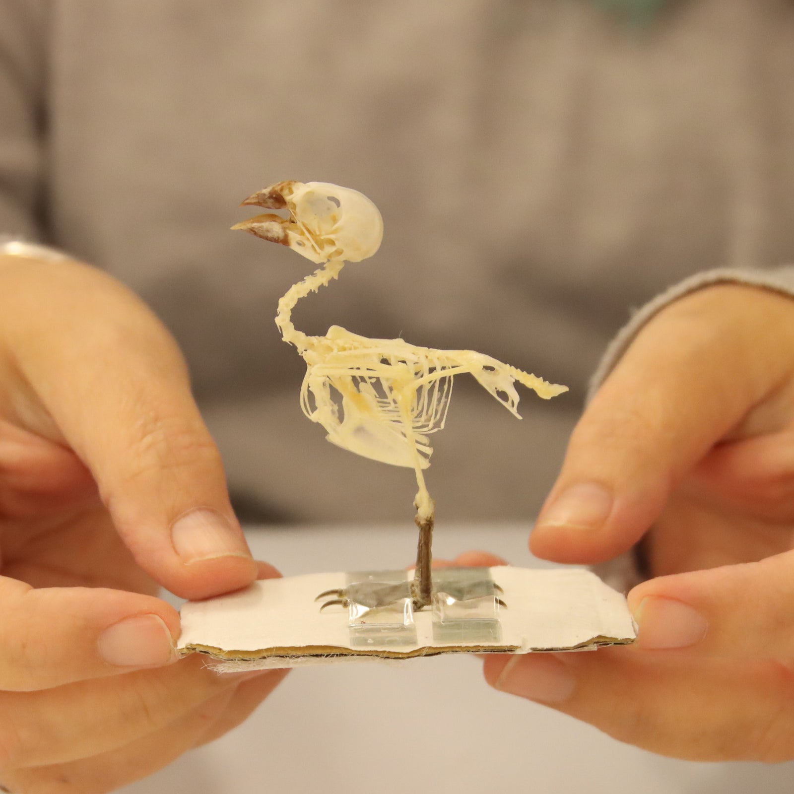 Lonchura leucogastroides - Javan Munia Skeleton Specimen