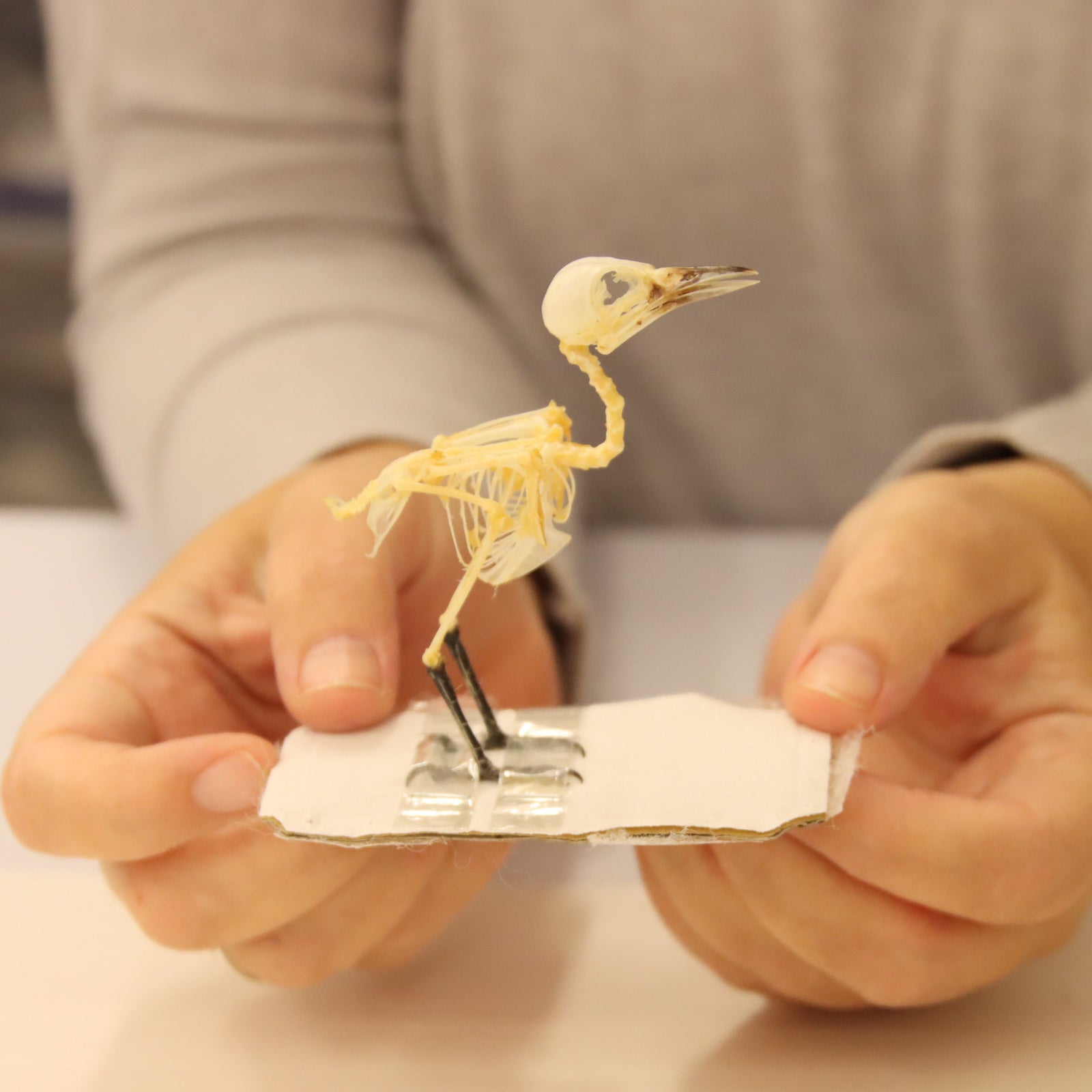 Aegithina tiphia scapularis - Common Iora Skeleton Specimen