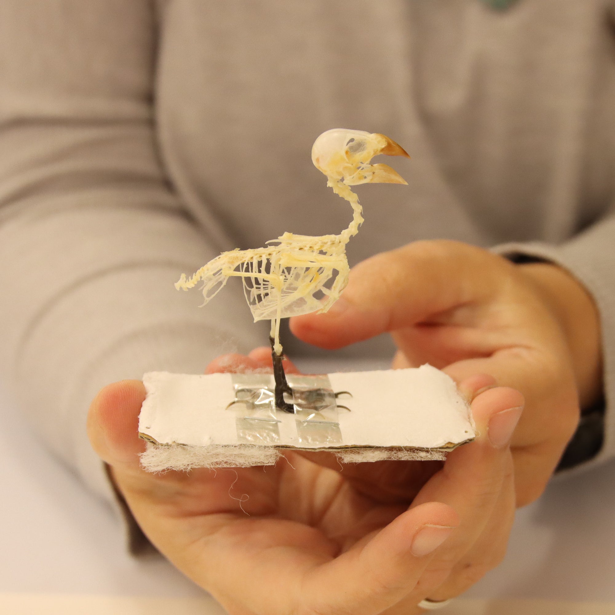 Lonchura punctulata - Scaly-breasted Munia Skeleton Specimen