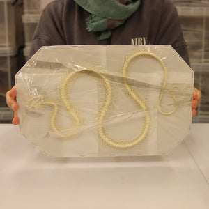 Xenochrophis melanzostus - Chequered Keelback Snake Skeleton (30cm)