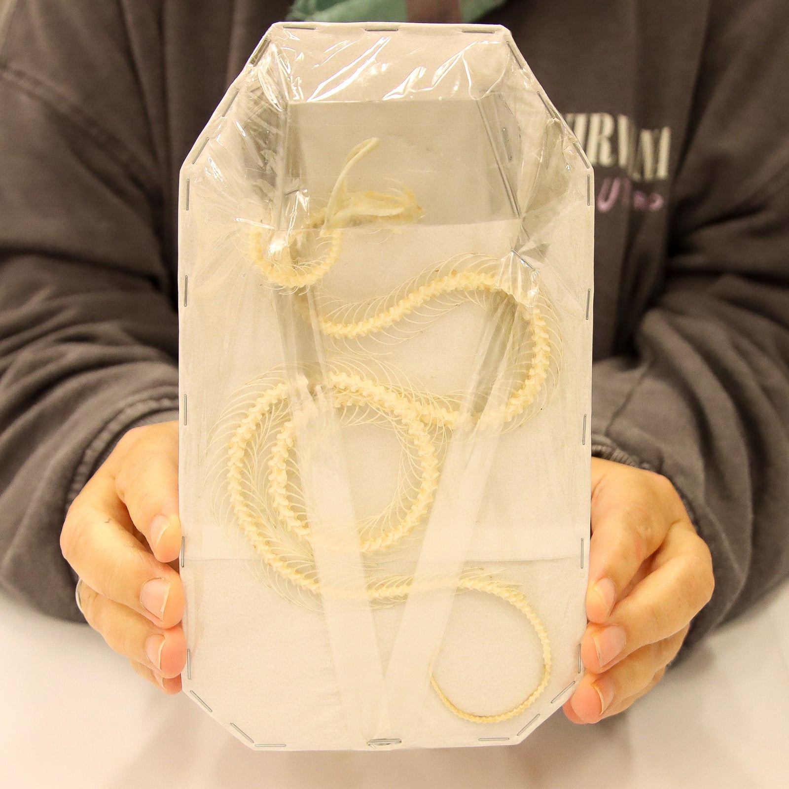 Trimeresurus albolabris - White-lipped Pit Viper Skeleton (20cm)