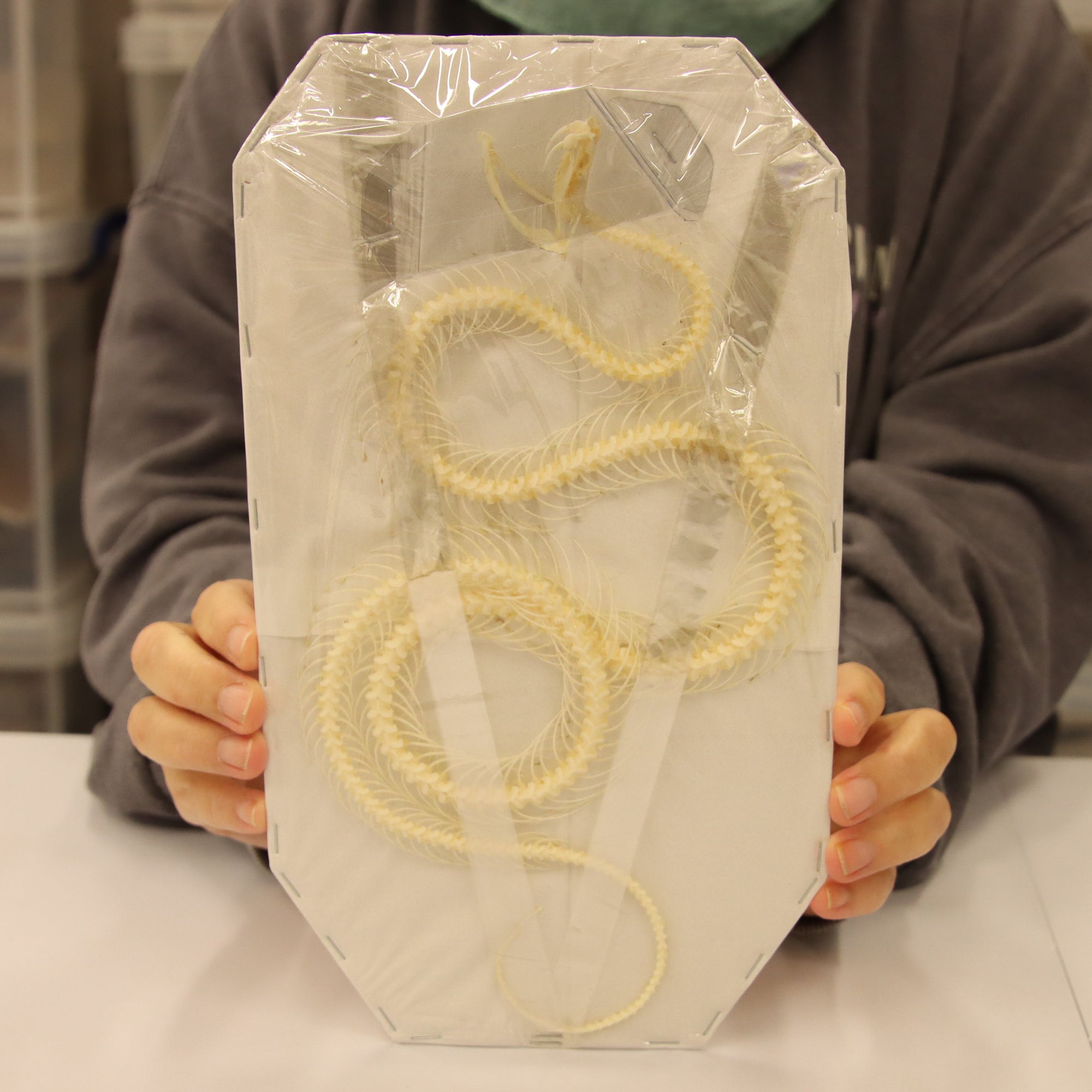 Trimeresurus albolabris - White-lipped Pit Viper Skeleton (20cm)