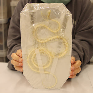 Trimeresurus albolabris - White-lipped Pit Viper Skeleton (20cm)