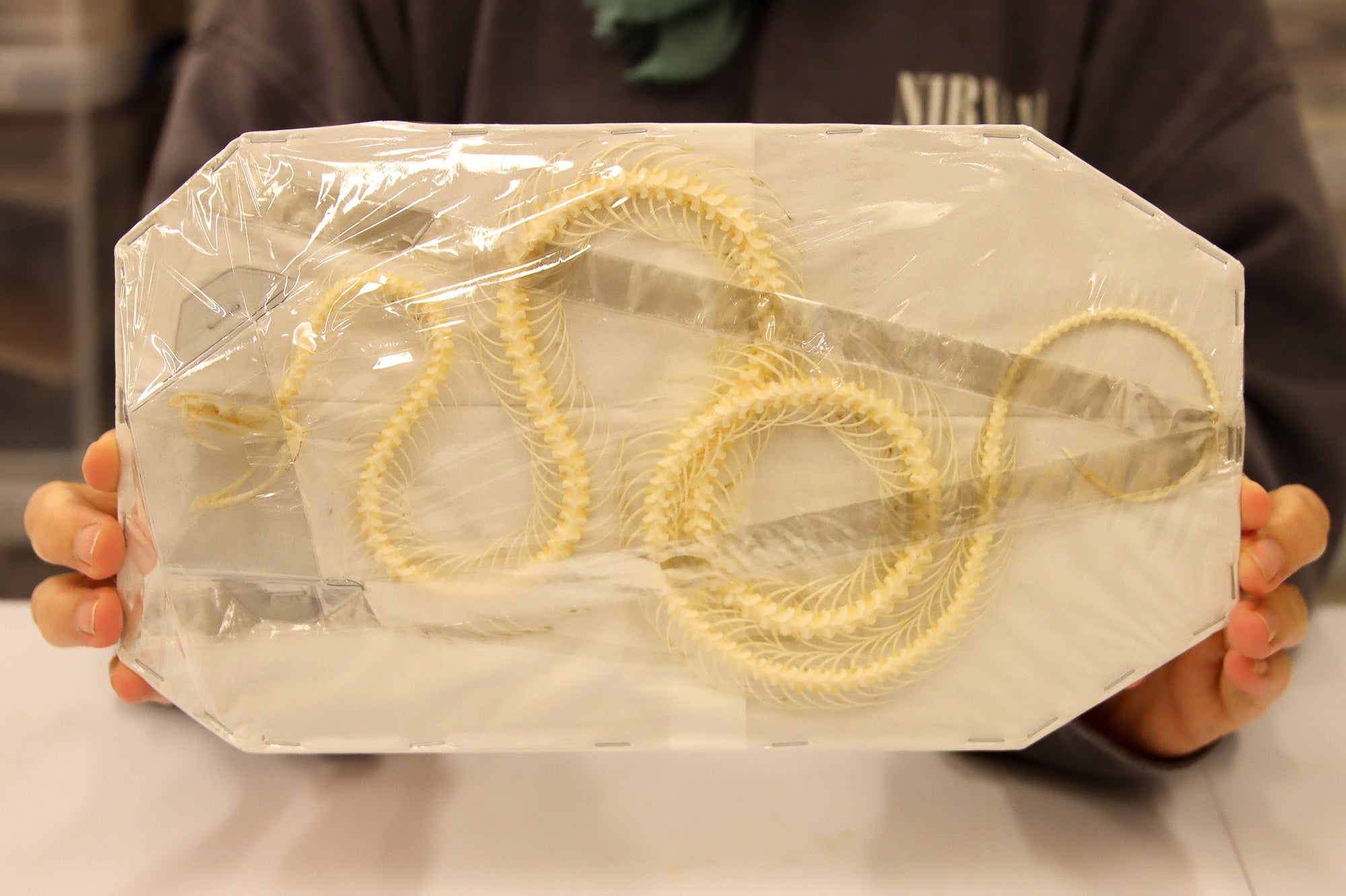 Trimeresurus albolabris - White-lipped Pit Viper Skeleton (20cm)