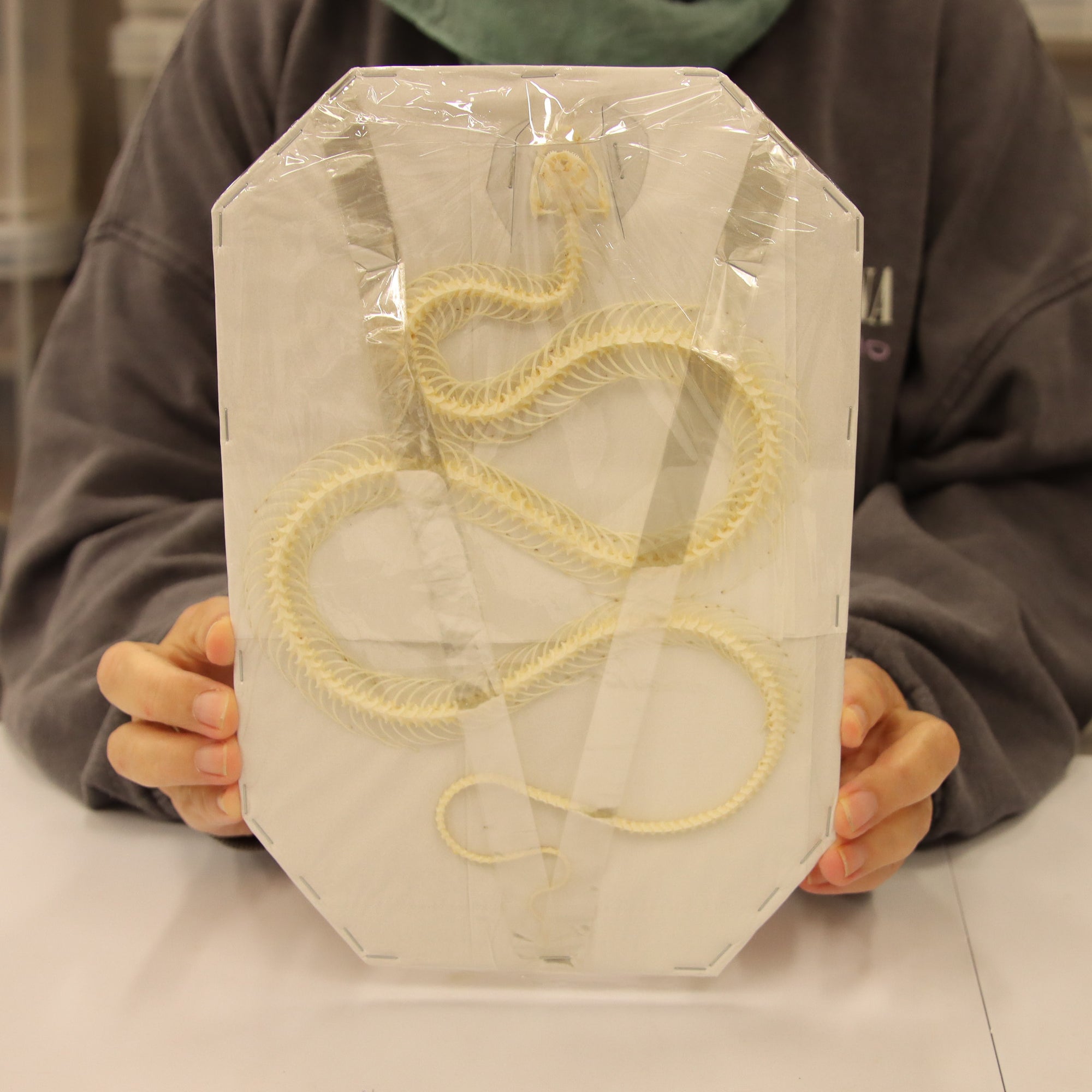 Xenochrophis melanzostus - Chequered Keelback Snake Skeleton (30cm)