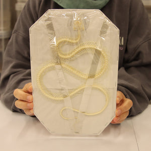 Xenochrophis melanzostus - Chequered Keelback Snake Skeleton (30cm)