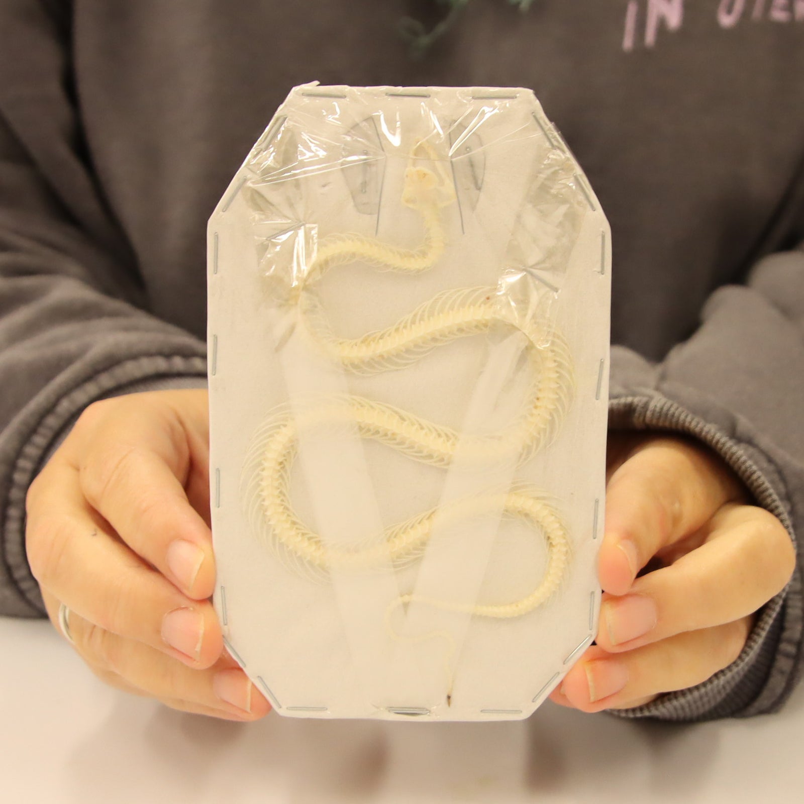 Xenochrophis vittatus - Striped Keelback Snake Skeleton (12-14cm)