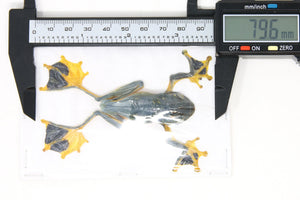 Rhacophorus reinwardtii Tree Frog Specimen | A1 Quality | Dry-Preserved ANURA