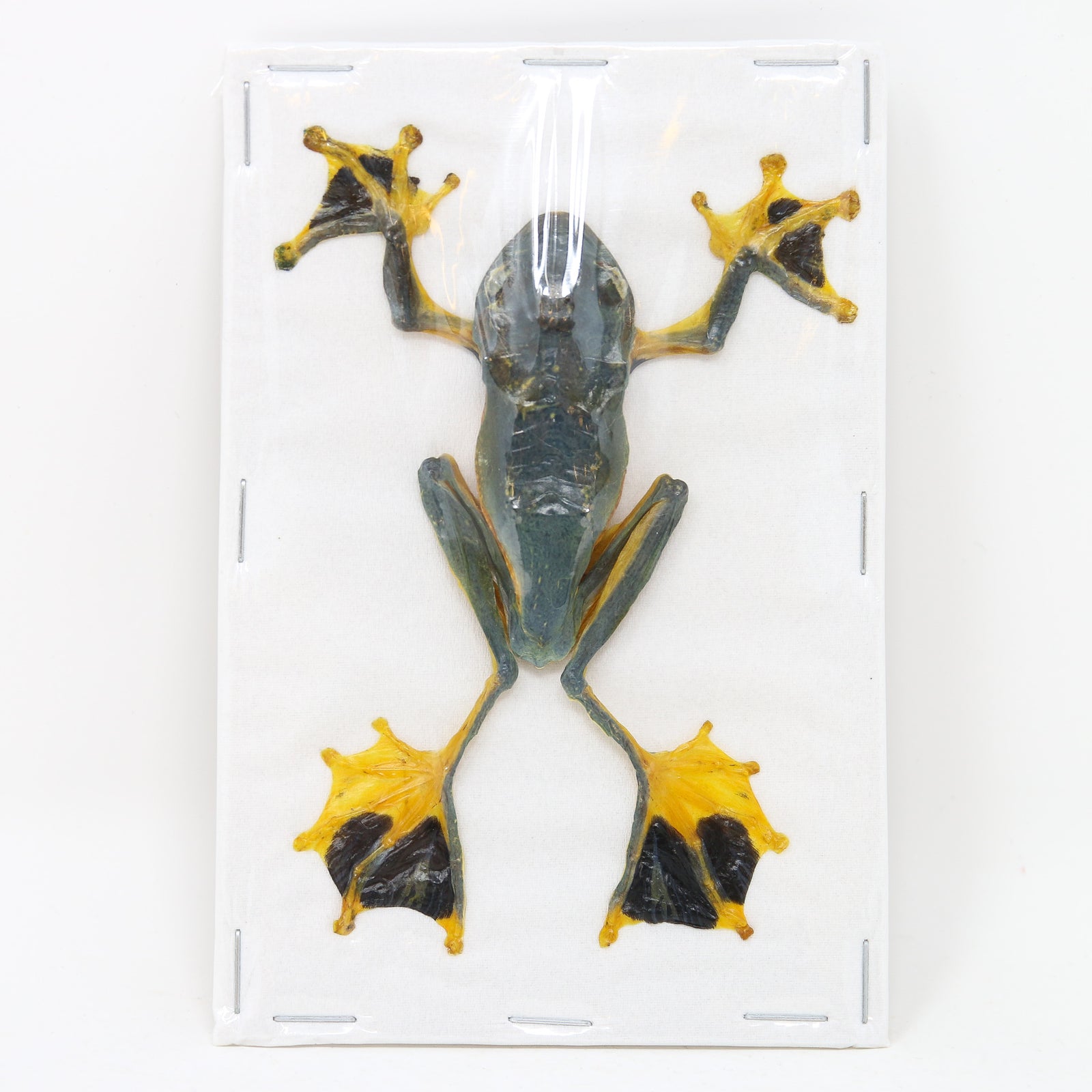 TWO (2) Reinwardt's Tree Frogs (Rhacophorus reinwardtii) 3.5 Inches Spread Specimens