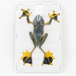 Rhacophorus reinwardtii Tree Frog Specimen | A1 Quality | Dry-Preserved ANURA
