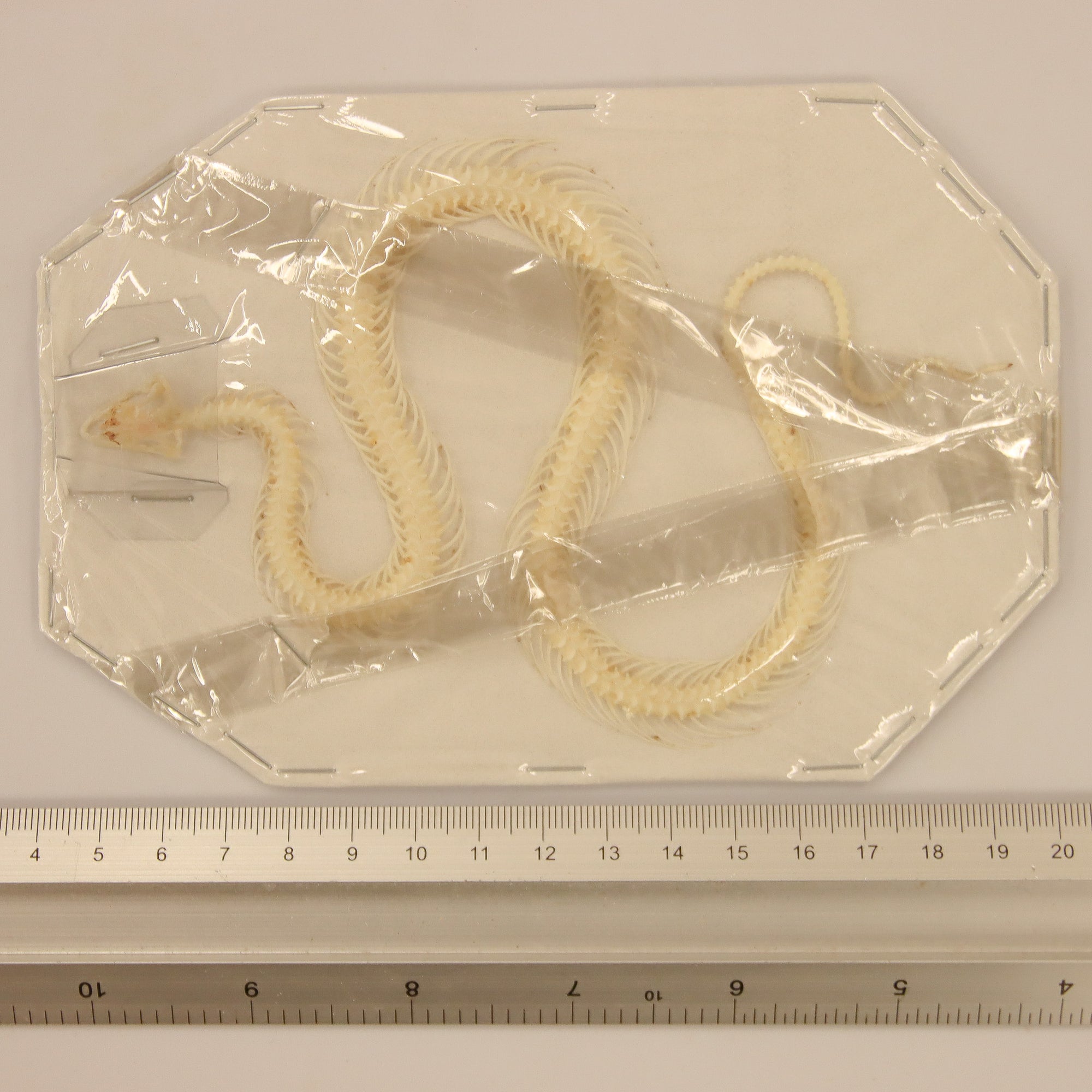 Xenochrophis vittatus - Striped Keelback Snake Skeleton (12-14cm)