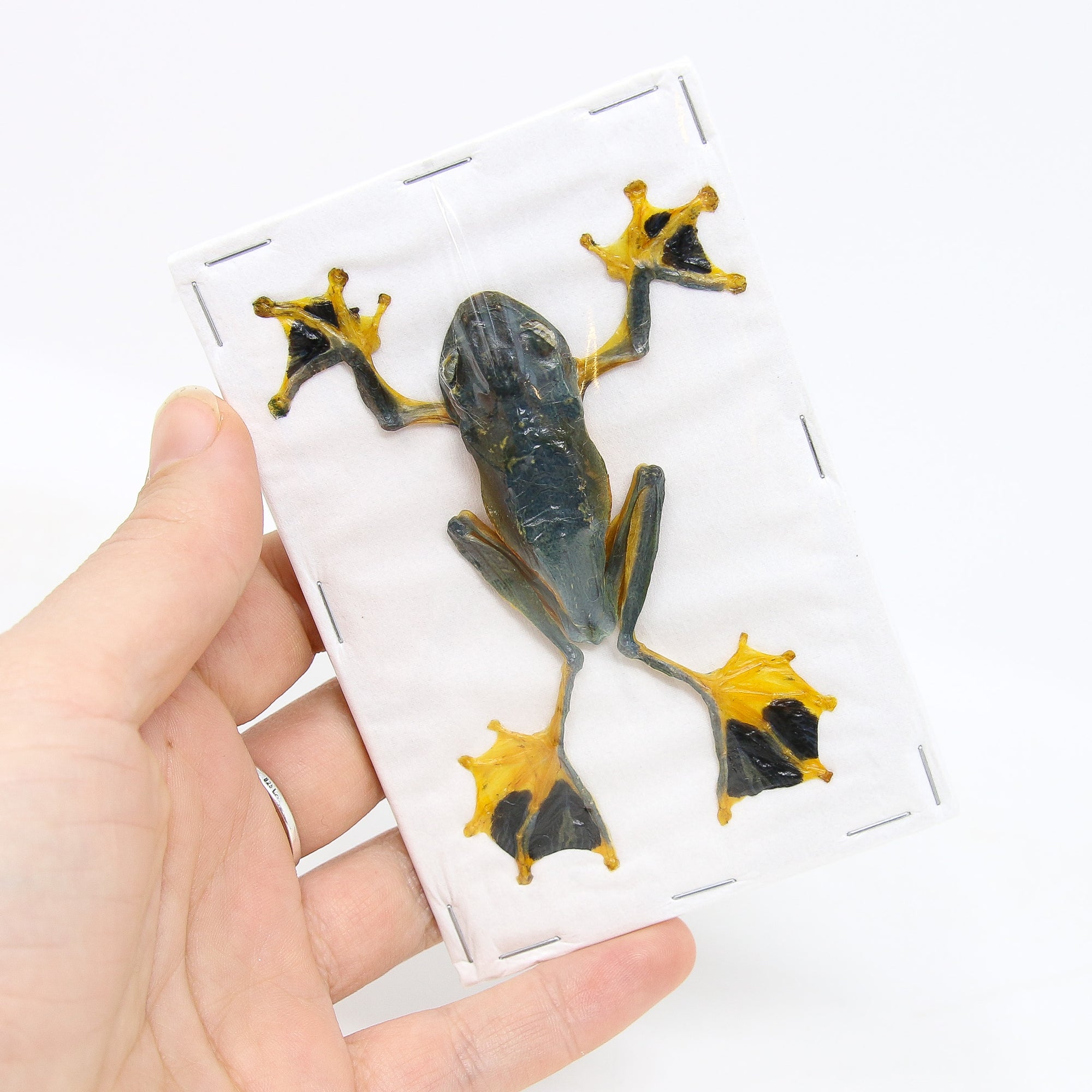 TWO (2) Reinwardt's Tree Frogs (Rhacophorus Reinwardtii) 3.5 Inches, A1 Real Dry-Preserved Specimens Taxidermy