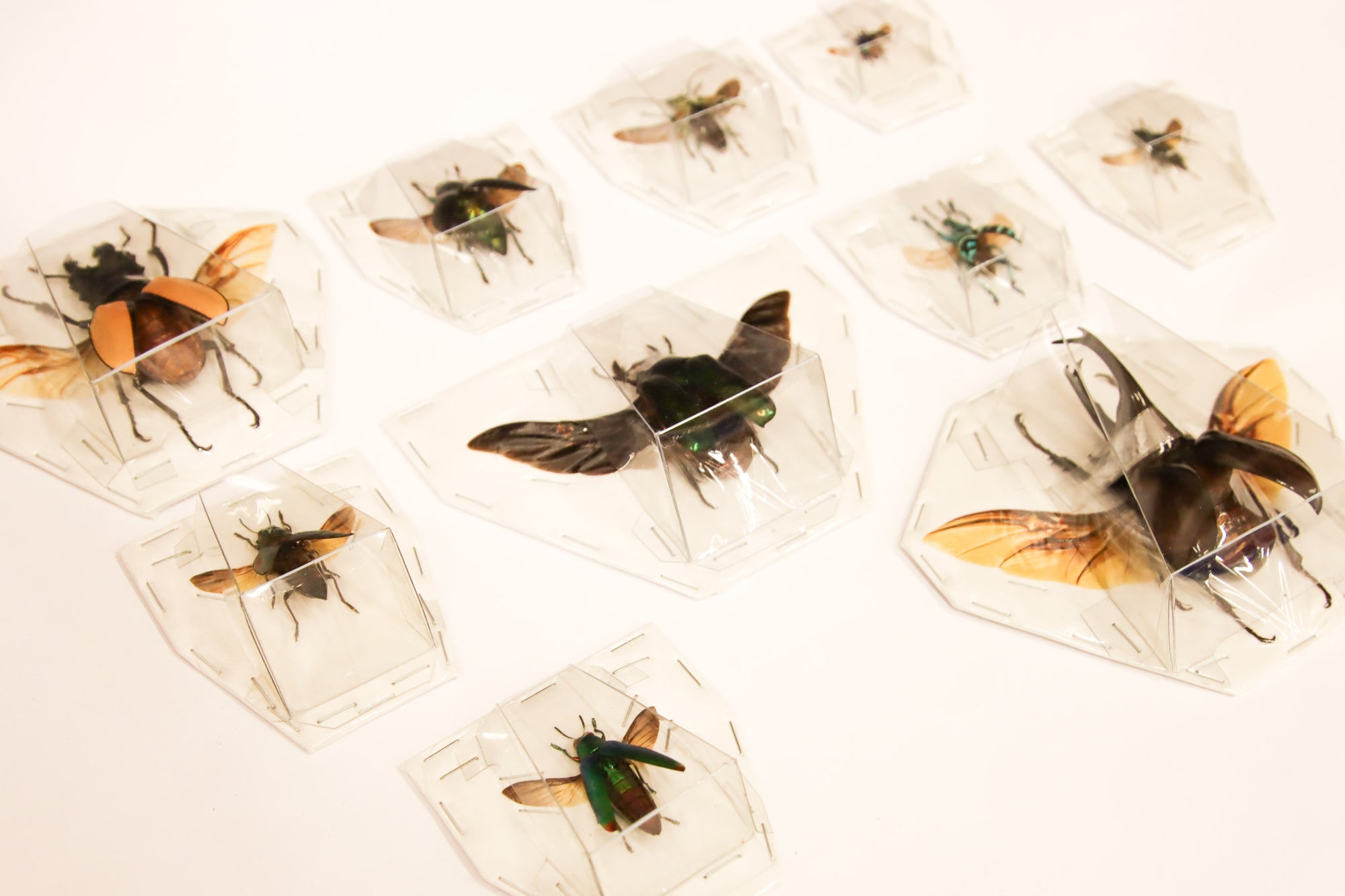 Assorted Spread Beetles Mixed Pack - Museum Quality Specimens