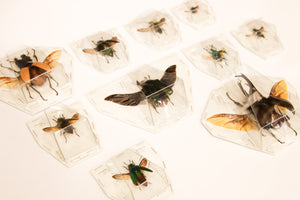 Assorted Spread Beetles Mixed Pack - Museum Quality Specimens