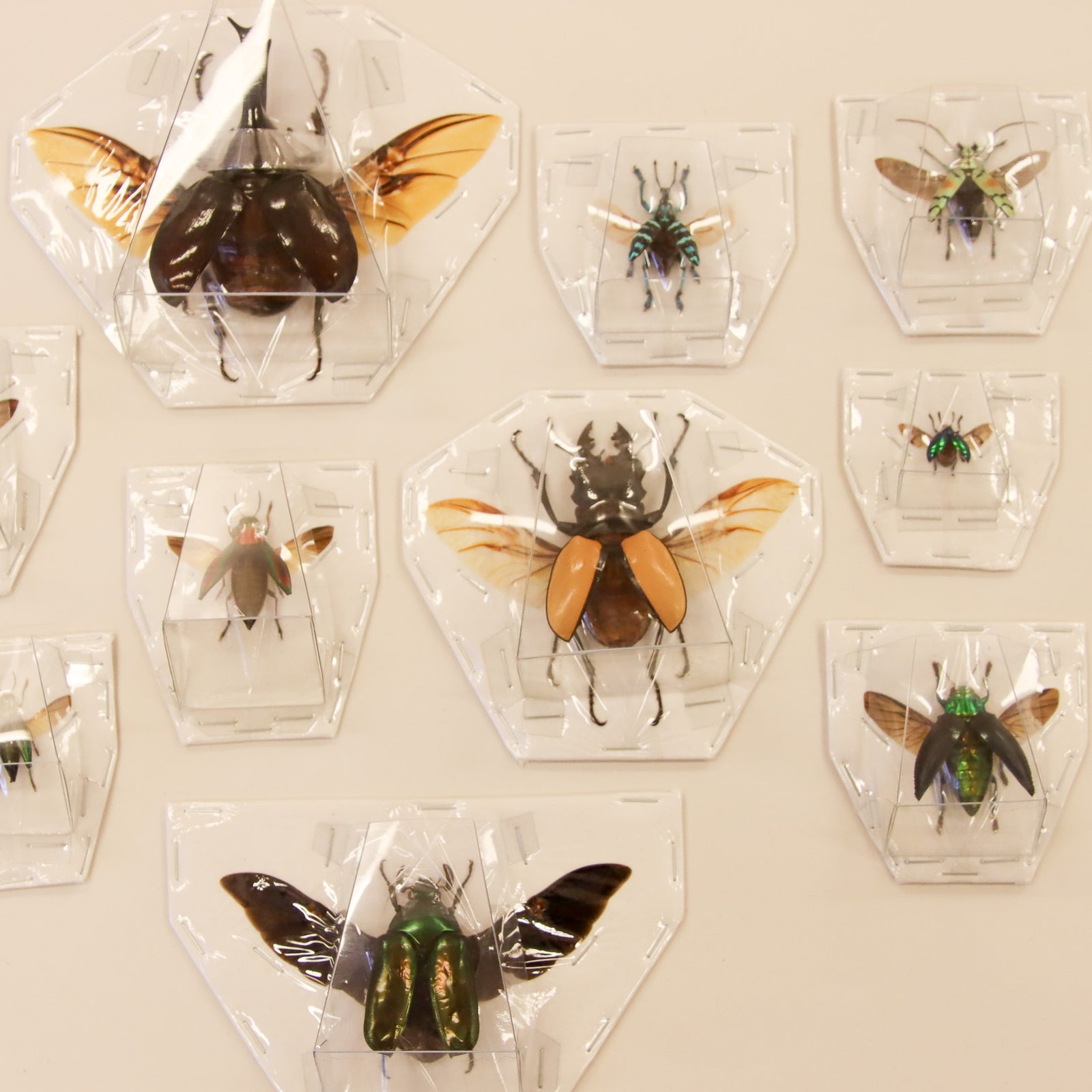 Assorted Spread Beetles Mixed Pack - Museum Quality Specimens